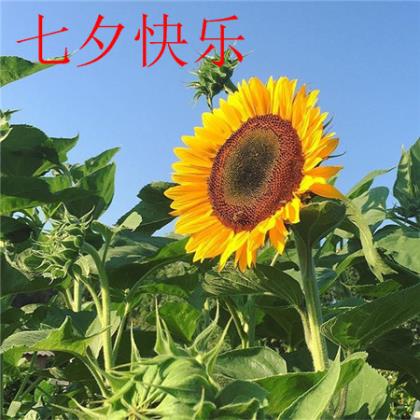 形容一个家温馨的句子