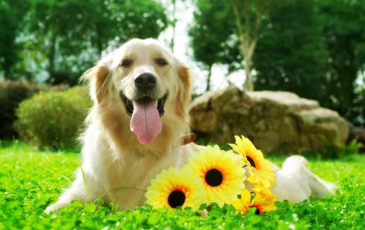 本年春节经典祝福短信