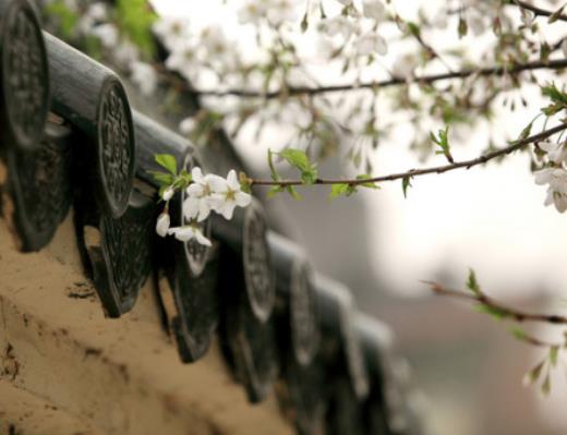 2022植树节呼吁保护树木的宣传标语