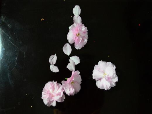 新年祝词简短小朋友